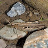 Auf den zunehmend bewachsenen Schotterflächen findet man den häufigen Nachtigall-Grashüpfer (Chorthippus biguttulus).
