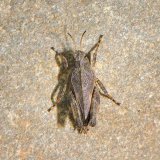 Die Gewöhnliche Dornschrecke (Tetrix undulata) hat ein zu einem spitzen Dorn verlängerten Halsschild. Sie bewohnt feuchte Uferbereiche und Wiesen.