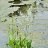 In den neuen Gewässerbuchten findet sich der Gewöhnliche Froschlöffel (Alisma plantago-aquatica) ein.