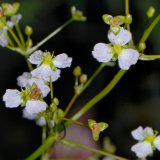 Die dreizähligen Blüten des Froschlöffels (Alisma plantago-aquatica) haben weiße Blütenblätter mit grundständigen Nektardrüsen.