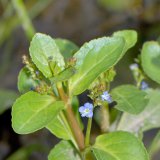 Der Bachbungen-Ehrenpreis (Veronica beccabunga) mit etwas fleischigen Laubblättern breitet sich in langsam fließenden Gewässerbuchten aus.