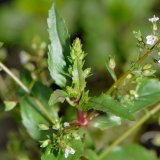 Auch der seltene Rötliche Wasser-Ehrenpreis (Veronca cantenata) ist an der renaturierten Ruhr zu finden.