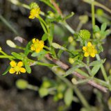 Der Gifthahnenfuß (Ranunculus sceleratus) ist eine amphibische Pionierpflanze in der schammigen Uferzone. Er ist giftig!