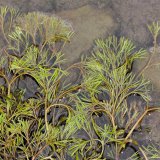 Ausgehend von der Uferzone breitet sich der Flutende Hahnenfuß (Ranunculus fluitans) mit seinen stark zerschlitzten Wasserblättern in das Flussbett aus.