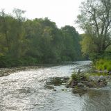 Bereits im 2. Jahr nach der Renaturierung sind die Ufer- und Inselbereiche dicht bewachsen.