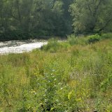 Im 2. Jahr nach der Renaturierung beginnt die Verbuschung durch Jungwuchs besonders der Schwarzerle (Alnus glutinosa).