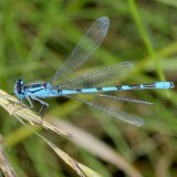 Im Uferbereich der Ruhr ist die Becherjungfer (Enallagma cyathigerum), hier ein Männchen, eine weit verbreitete Kleinlibelle.