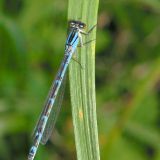 Das Weibchen der Becherjungfer (Enallagma cyathigerum) ist weniger blau gefärbt.