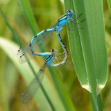 Wie alle Libellen bildet die Becherjungfer (Enallagma cyathigerum) bei der Paarung ein "Paarungsrad".