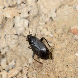 Die Weichwanze Capsus ater, hier ein schwarz gefärbtes Männchen, kommt in der Krautschicht von feuchten grasigen Ruderalflächen vor.