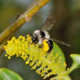 Die Aschgraue Sandbiene (Adrena cineraria) ist eine verbreitete, im Frühjahr fliegende Wildbiene, die auf verschiedenen Frühlingsblüten, wie etwa denen von Weiden, Nektar und Pollen sammelt.