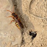 Das Bodennest der Aschgrauen Sandbiene (Adrena cineraria) wird von der Wespenbiene Nomada lathburiana "besucht". Diese im Aussehen sehr wespenähnliche Wildbiene ist eine Kuckucksbiene, die besonders auf die Aschgraue Sandbiene als Wirt spezialisiert ist. Sie legt im unterirdischen Nest der Sandbiene ihr Ei an das ihres Wirts.