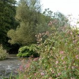 An den Ufersäumen haben sich dichte Hochstaudensäume gebildet, teils aus Neophyten wie dem Drüsige Springkraut (Impatiens glandulifera) und und dem Japanischen Knöterich (Fallopia japonica) im Hintergrund.