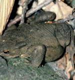 Die Erdkröte (Bufo bufo) ist die häufigste heimische Art der "Echten Kröten" (Gattung Bufo). Tagsüber sucht sie ein Versteck, z.B. unter einem Holzstapel, auf. Die Erdkröte besiedelt Deutschland fast flächendeckend.