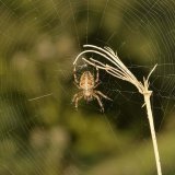 Im Spätsommer und Frühherbst findet man weibliche Gartenkreuzspinnen (Araneus diadematus) häufig an Waldrändern, auf Ruderalflächen, in Gärten und Parks.