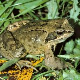 Ein adultes Grasfroschmännchen in der Umgebung des Laichgewässers. In NRW sind drei Arten von „Braunfröschen“ (Gattung Rana) beheimatet: der Grasfrosch ( Rana
temporaria), der in ganz Deutschland häufig zu finden ist, der Springfrosch (Rana dalmatina), den man in NRW nur in der niederrheinischen Bucht findet, und der Moorfrosch (Rana arvalis), der Moor- und Heidegebiete im westlichen und nördlichen NRW besiedelt.