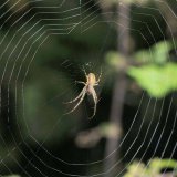 Die Herbstspinne baut ein regelmäßiges, mäßig großes Radnetz mit relativ wenigen Radienfäden und mit offener Nabe. Das Loch im Zentrum des Netzes fertigt die Spinne zum Schluss ihres Netzbaus an. Das Netz wird recht variabel zwischen 30 cm und 2m über dem Boden gebaut, oft in geringeren Höhen.