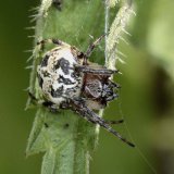Die weibliche Schilfradspinne Larinidoides cornutus ist kleiner als die Weibchen der Garten- und Vierfleck-Kreuzspinne. Sie ist an dem hellen Hinterkörper mit dunkler Blattzeichnung hinten und vorne einem hell umrahmten dunklen Keilfleck zu erkennen. Die helle Grundfärbung kann individuell unterschiedlich sein und reicht von weiß über hellbraun bis zu rotbraun.