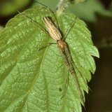 Die Gewöhnliche Streckerspinne Tetragnatha extensa ist eine von drei heimischen Arten der Gattung Tetragnatha oder Echten Streckerspinnen. Sie besitzt einen langen, schmalen Körper und sehr lange Beine mit Ausnahme des 3. Beinpaar. Der Vorderkörper ist rotbraun. Der Hinterkörper ist oberseits gelblich gefärbt mit einer feinen Strichzeichnung in einem dunkler angedeuteten Blatt, Die Seiten des Hinterkörper weisen einen breiten weißlichen Streifen auf, die Unterseite ist sehr dunkel.