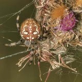 Die Vierfleck-Kreuzspinne (Aranea quadratus) ähnelt der Gartenkreuzspinne (Aranea diadematus). Typisch für diese Kreuzspinne sind die namensgebenden 4 großen weißen Punkte auf dem vorderen Bereich ihres Hinterkörpers. Ansonsten entspricht das umrandete weiße Fleckenmuster dem der Gartenkreuzspinne. Sie kommt verbreitet auf offenen Gras- und Hochstaudenfluren vor, ist aber nicht so häufig wie die Gartenkreuzspinne.