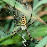 Im unteren Bereich von Graslandflächen baut die Wespenspinne ihr Randnetz.