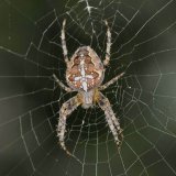 Kennzeichnend für diese große Radnetzspinne sind die weiß umrandete Blattzeichnung sowie die aus breiten Strichen und Punkten zusammengesetzte Kreuzzeichnung auf dem Hinterleib.