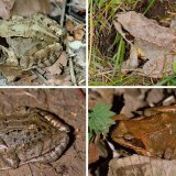 Adulte Grasfrösche können auf der
Oberseite sehr unterschiedlich gefärbt sein, z.B. hell grau-grün, hell braun-grau, dunkelbraun oder dunkel braunrot, oft mit dunklen Flecken. Chrarakteristisch ist der braune Schläfenfleck und ein helles Band unterhalb
dieses Flecks bis zum Auge.