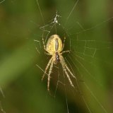 Meist sitzt die Spinne im offenen Zentrum des Netzes und ist mit einem Sicherheitsfaden oben am Randfaden der Nabe verbunden.