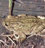 Die Kreuzkröte (Bufo calamita) ist eine Tieflandart, die Mittelgebirgslandschaften meidet und am Nordrand des Sauerlands nur selten vorkommt. Ein Schwerpunkt ihrer Verbreitung ist das Ruhrgebiet, wo sie Sekundärlebensräume der Industrielandschaft besiedelt.