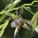 Das Männchen ist etwas kleiner und schlanker als das Weibchen und weist die gleiche Hinterkörper-Zeichnung wie dieses auf. Es ist an dem paarigen Begattungsorgan mit den verdickten Bulbi an den Kiefertastern (Pedipalpen) erkennbar.