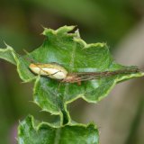 Die Gewöhnliche Streckerspinne lebt in Gras- und Hochstaudenbereichen in Gewässernähe, oft im unmittelbaren Uferstreifen.