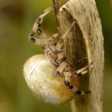 Ähnlich wie bei der Gartenkreuzspinne variiert auch bei der Vierfleck-Kreuzspinne die Färbung des Hinterkörpers stark von gelblich über bräunlich bis rötlich.