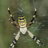 Meist sitzt die Wespenspinne im Zentrum ihres Randnetzes.