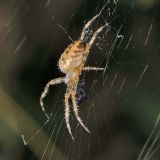 Meist sitzt das Gartenkreuzspinnen-Weibchen im dicht gewebten Zentrum ihres Netzes.
