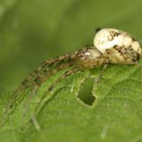 Die Herbstspinne gehört zur Familie der Dickkiefer- oder Streckerspinnen (Tetragnathidae). Man findet sie von August bis Oktober häufig in offenen und halbschattigen Landschaftsräumen, wie auf Ruderalflächen, in Hochstaudenfluren, an Waldrändern und -wegen.