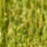 Die Schilfradspinne baut ein gleichmäßiges Radnetz mit relativ wenigen Radienfäden und länglichen Maschen.