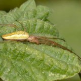 Die Gewöhnliche Streckerspinne ruht mit zusammengelegte, nach vorne ausgestreckten vorderen Beinpaaren.