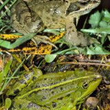 Vergleicht man die Gestalt des Grasfroschs mit der eines heimischen Wasserfroschs, so fällt nicht nur die unterschiedliche Färbung (Braunfrosch - Grünfrosch) auf, sondern auch die Gestalt des Mauls. Der Grasfrosch hat ein
kurzes hohes Maul, der Wasserfrosch dagegen ein längeres, spitzeres Maul. Für den Wasserfrosch ist auch die hellgrüne Rückenlinie typisch.
längere, spitzere Maul des Wasserfroschs und seine hellgrüne Rückenlinie.