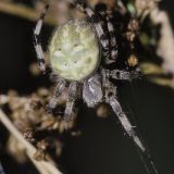 Der gesamte Körper der Spinne ist stark behaart.