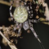 Der gesamte Körper der Spinne ist stark behaart.