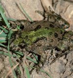 Die Wechselkröte oder Grüne Kröte (Bufo viridis) ist in NRW nur in der Niederrheinischen Bucht zu finden, wo sie hauptsächlich Abgrabungsflächen besiedelt.