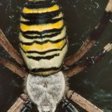 Nur der Hinterleib der Spinne weist das wespenähnliche Farbmuster auf. Der Kopf-Brustbereich erscheint durch die Behaarung silbrig-grau.