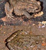 Die Erdkröte ist hat eine plumpe Gestalt mit breitem Kopf und kurzem Maul. Die Weibchen erreichen eine Kopf-
Rumpf-Länge von 12 cm, die kleineren Männchen von 9 cm. Die Haut ist stark mit warzigen Höckern besetzt.
Adulte Tiere sind auf der Oberseite meist braun oder grau gefärbt. Die
Augen haben eine waagrecht-ovale Pupille. Im Vergleich zum Grasfrosch besitzt die Erdkröte kurze
Hinterbeine, mithilfe derer sie sich nur in kleinen Sprüngen fortbewegen kann.