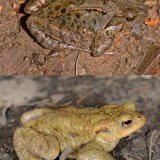 Der Grasfrosch hat im Vergleich zur Erkröte eine weniger plumpe Gestalt und wesentlich längere Hinterbeine. Außerdem ist sein Oberseite wesentlich glatter als die der Erdkröte.