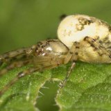 Die 8 Augen der Herbstspinne haben eine ähnliche Stellung wie die bei der Gartenkreuzspinne. Ihr Hinterkörper ist nicht so stark behaart wie der von Kreuzspinnen.