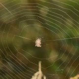 Eine weibliche Schilfradspinne im Zentrum ihres Netzes.