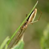 Von unten kann man die langgestreckten kräftigen Cheliceren erkennen.