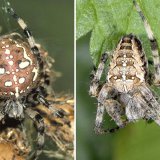 Im Vergleich zur Gartenkreuzspinne hat die weibliche Vierfleck-Kreuzspinne einen stärker kugelförmigen Hinterkörper. Im erwachsenen Zustand ist sie etwas größer und schwerer als ihre nahe Verwandte.