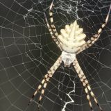 Die gelappte Wespenspinne Argiope lobata ist im Mittelmeerraum weit verbreitet.