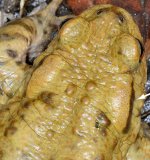 Hinter den Augen der Erdkröte fällt
das Paar wulstiger Ohrdrüsen, Parotiden genannt, auf (siehe Pfeil), aus denen ein giftiges Hautsekret ausgeschieden wird. Es enthält ein Gemisch aus verschiedenen Toxinen: Bufotenin ist ein Hallozinogen, Bufotenidin
bewirkt eine Verengung der Blutgefäße und damit die Steigerung des Blutdrucks. Bufotalin ist ein Steroid und wirkt als Herzglykosid auf den Herzschlag, ähnlich wie das Digitoxin des Fingerhuts.
